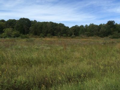 这是一张小草地的图片，背景是树木；这些区域提供了筑巢的掩护，其植物种类繁多，使其成为许多物种的重要栖息地。