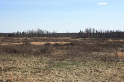 鹌鹑没有躲避的地方