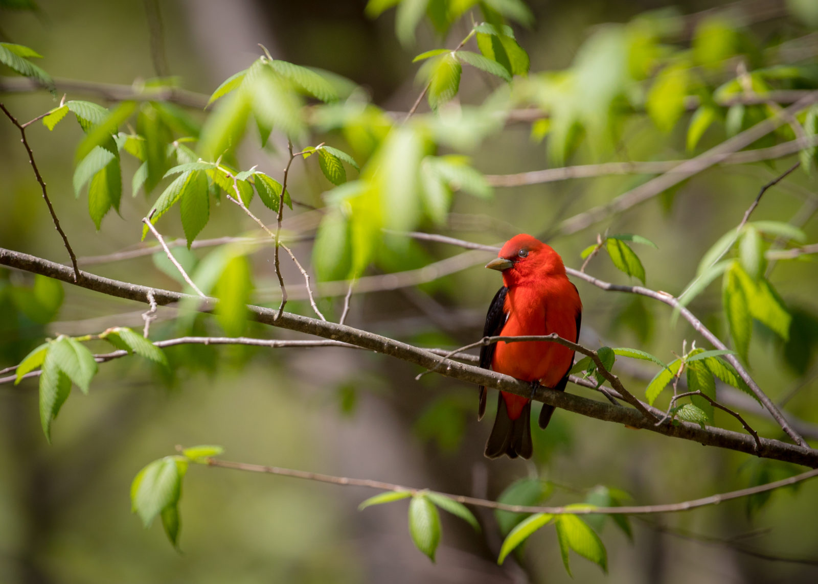 在汤普森野生动物管理局拍摄的猩红唐纳雀照片