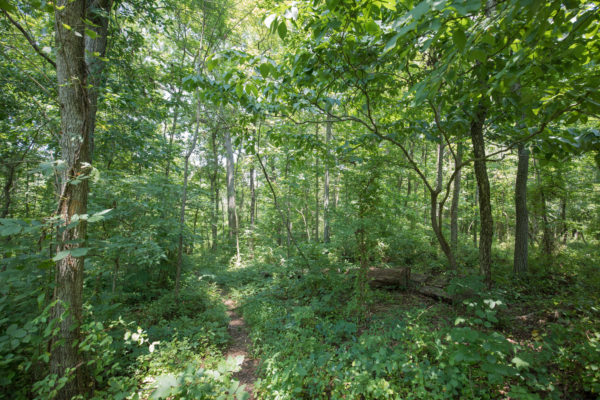 韦斯顿 WMA 遍布茂密的落叶林