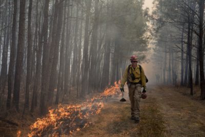 这张照片描绘了一位 DGIF 生物学家在 Big Woods 野生动物管理区的松树稀树草原中沿着控制燃烧的火焰行走。