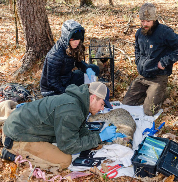 David Mcnitt 为参与研究的21只山猫中的一只戴上项圈 