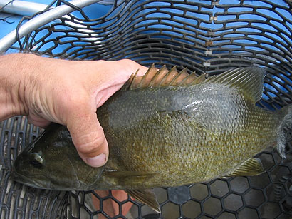 一条鱼的伤口已经愈合