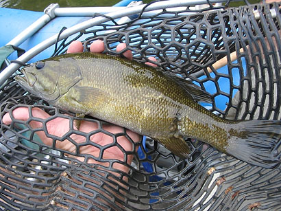 一条小嘴鲈鱼的伤口已愈合