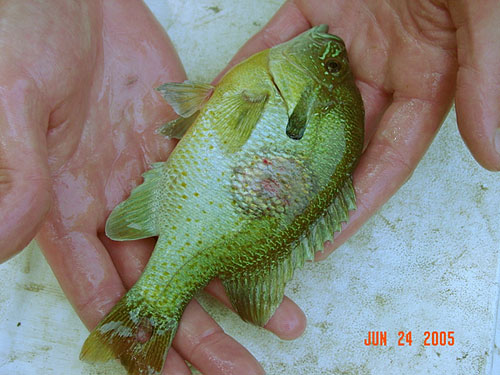 一张红胸太阳鱼图片，其在生长早期出现圆形病变