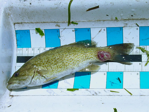 带有感染性病变的小嘴鲈鱼肿块图像