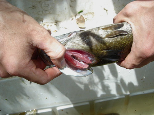 小嘴鲈鱼变色的鳃上有白色斑点