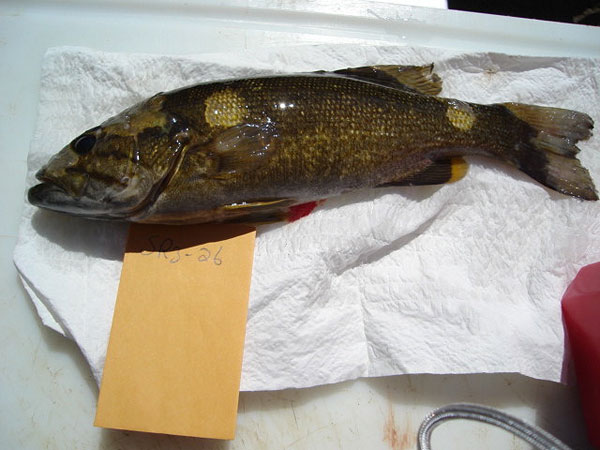 组织脱色的小嘴鲈鱼图像