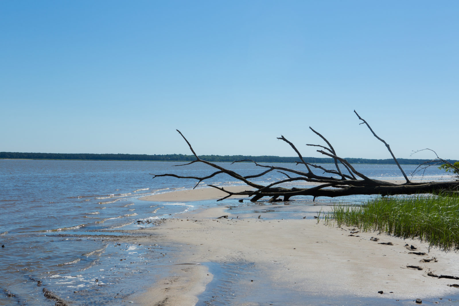 韦尔溪 WMA 拥有美丽的海滩可供探索