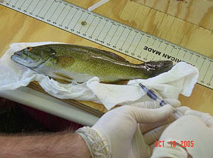 一名生物学家从一条受感染的小嘴鲈鱼身上采集血液样本的图片