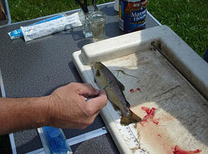 一位生物学家正在用拭子擦拭一条小鱼以检测疾病