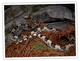 松蛇图片，其独特的棕褐色和深棕色斑纹