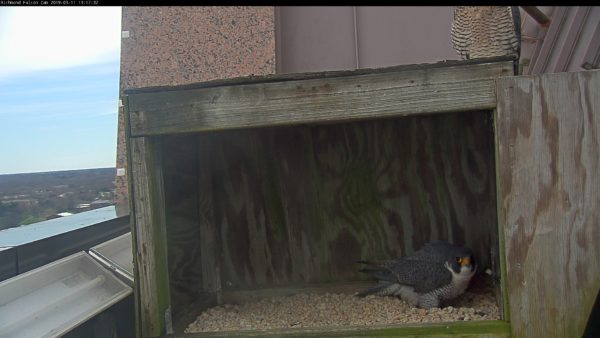 雄性站在凹槽里，而雌性则坐在箱子顶部。