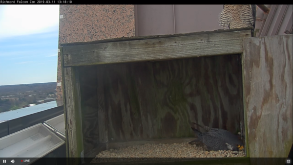 雄性负责抓挠，而雌性则坐在盒子顶部。 