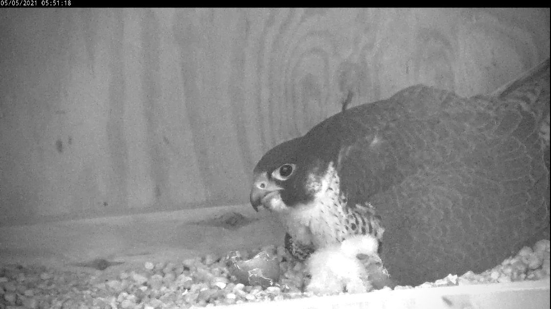 两只小鸟在父母的怀抱里一夜之间孵化