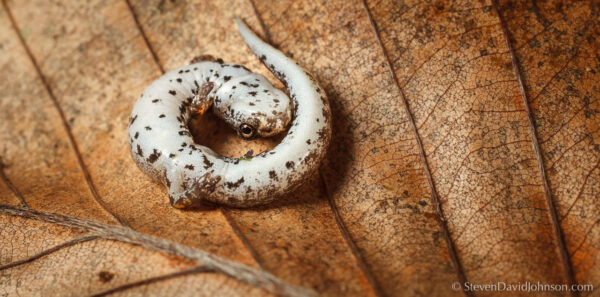 四趾蝾螈的图片