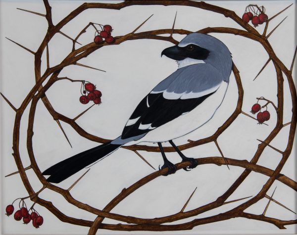 一幅伯劳鸟站在带刺的树枝上的照片获得了美术印刷品类别的荣誉奖