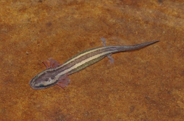 普通泥狗的图片