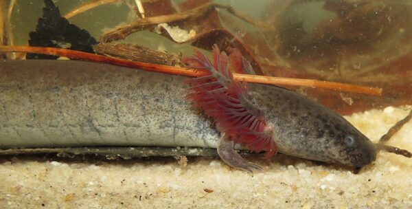 东部小海妖的图像