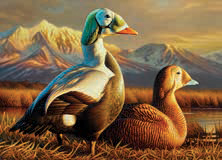 2025 – 2026联邦鸭子邮票图片