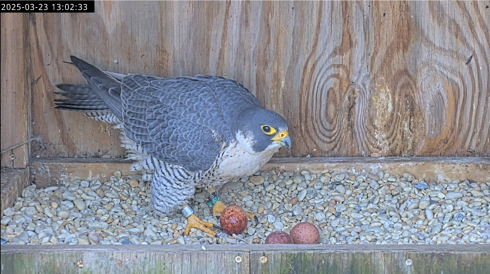 里士满雌隼95 /AK，于 3 月23日星期日产下第三枚蛋几秒钟后。