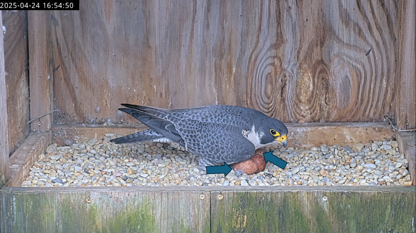 蓝色箭头指向鸡蛋内的核。