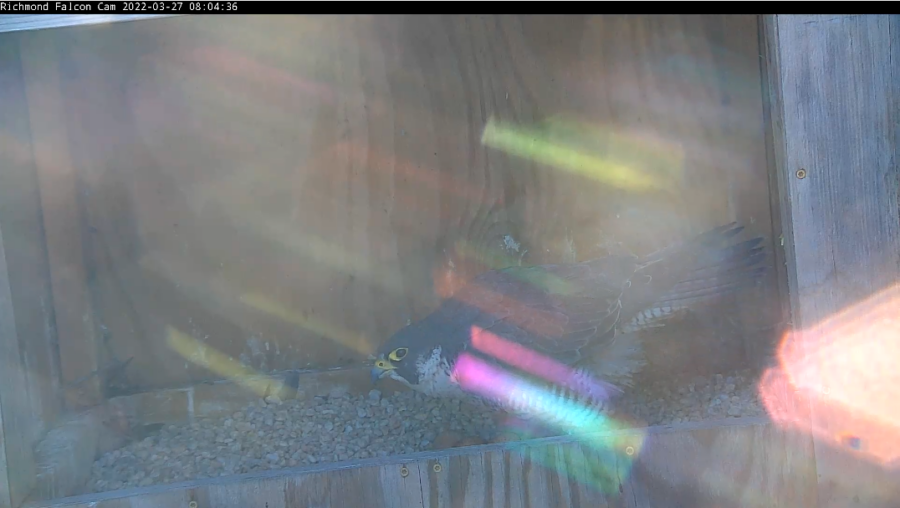 雌猎鹰和三枚蛋。