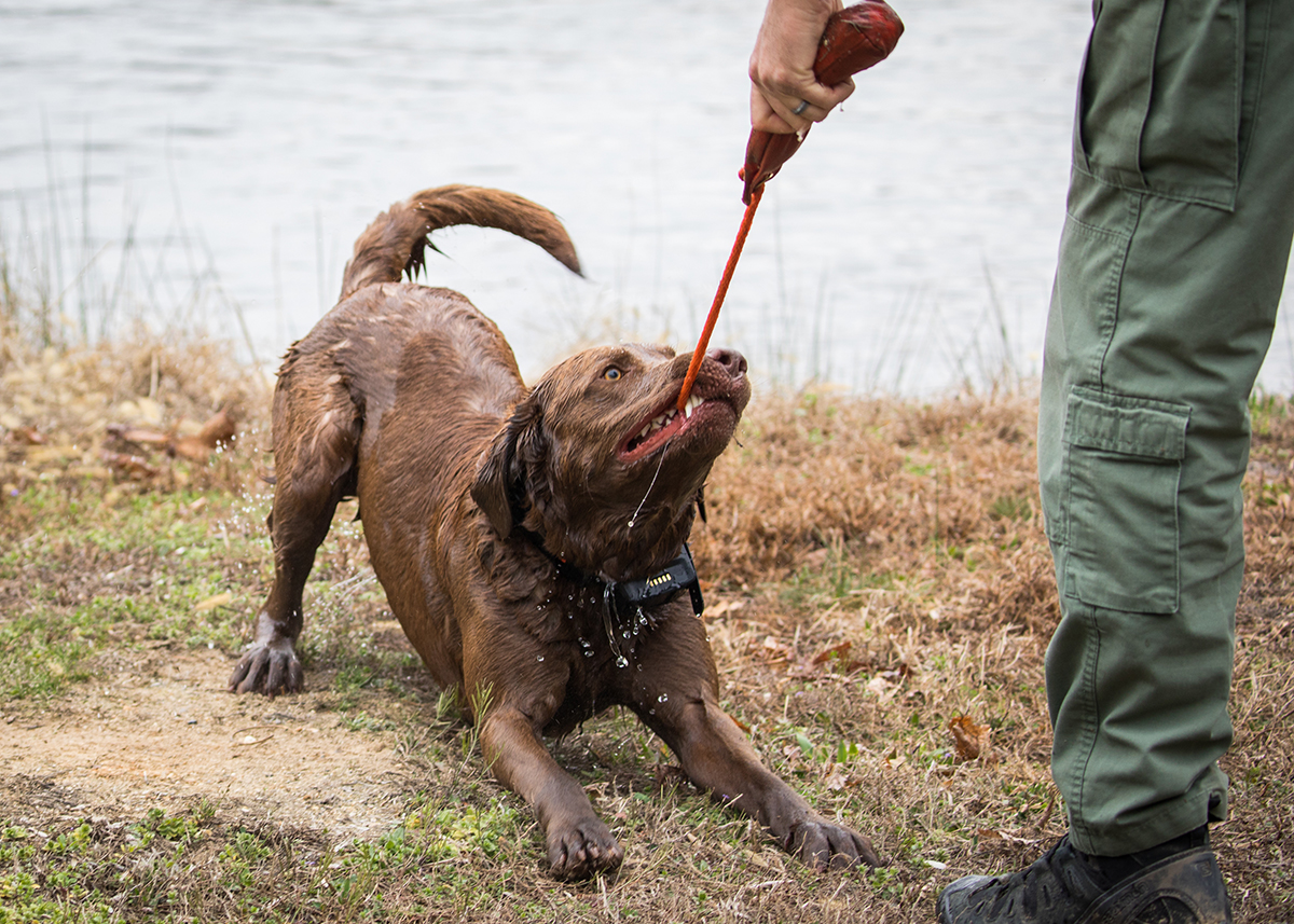布鲁诺和他的警官玩耍，让训练对狗狗来说保持乐趣和参与度很重要