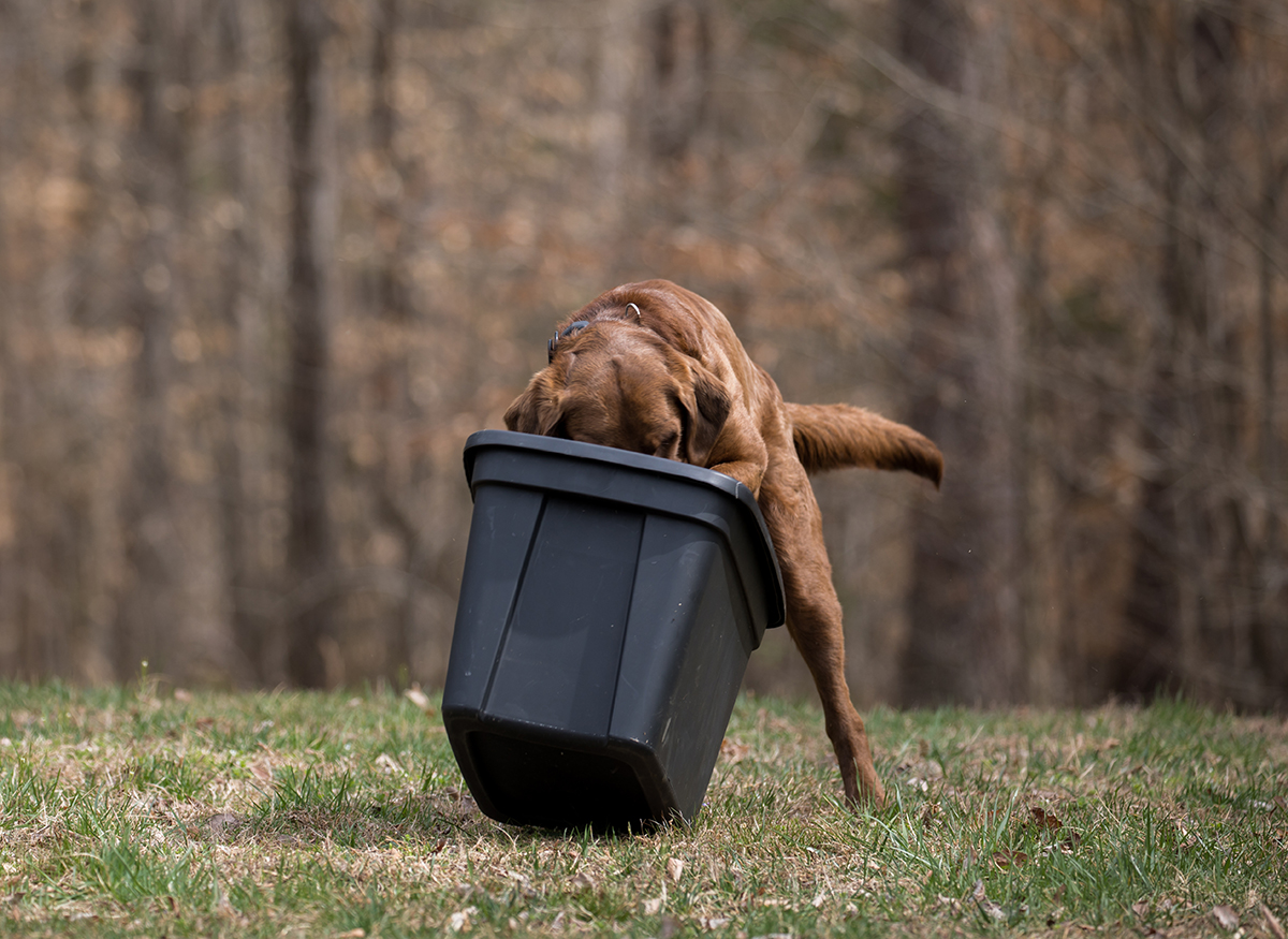 当布鲁诺在集装箱里发现野生动物肉时，他表现出了完成工作的热情。