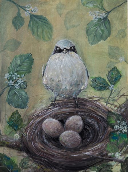 青年组获奖作品:一只红头伯劳鸟在它的巢穴旁