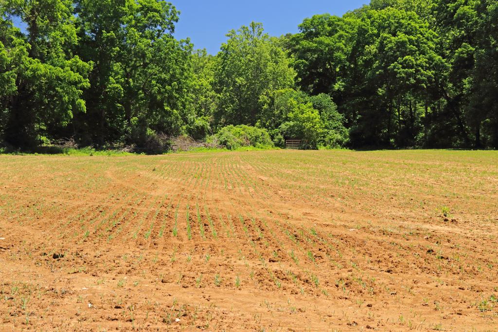 六月中旬，新苗从地面直线生长