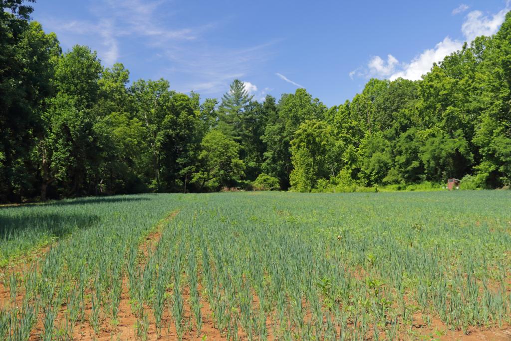 七月中旬，幼苗已经长大，可以用绿叶覆盖橙色的泥土