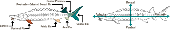 两条鲟鱼的示意图。第一个重点关注鳍的名称（Berbels、胸鳍、腹鳍、臀鳍、尾鳍、尾柄和后向背鳍）。第二个是用垂直和水平箭头表示鱼的各个区域的不同名称（背部、后部、前部和腹部）。