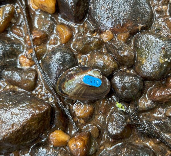 矮楔贻贝的图片