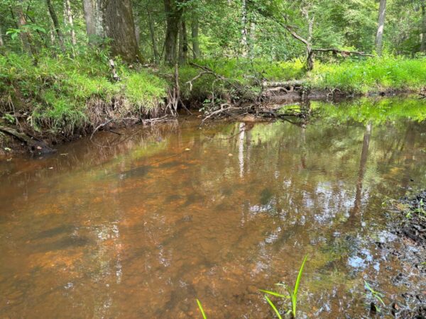 可能会遇到矮蟛蜞鱼的典型栖息地。