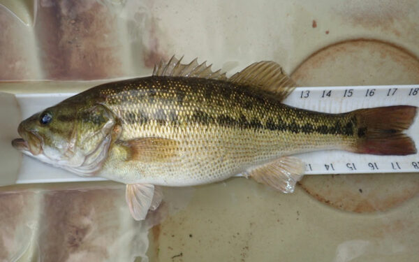 阿拉巴马鲈鱼的图片