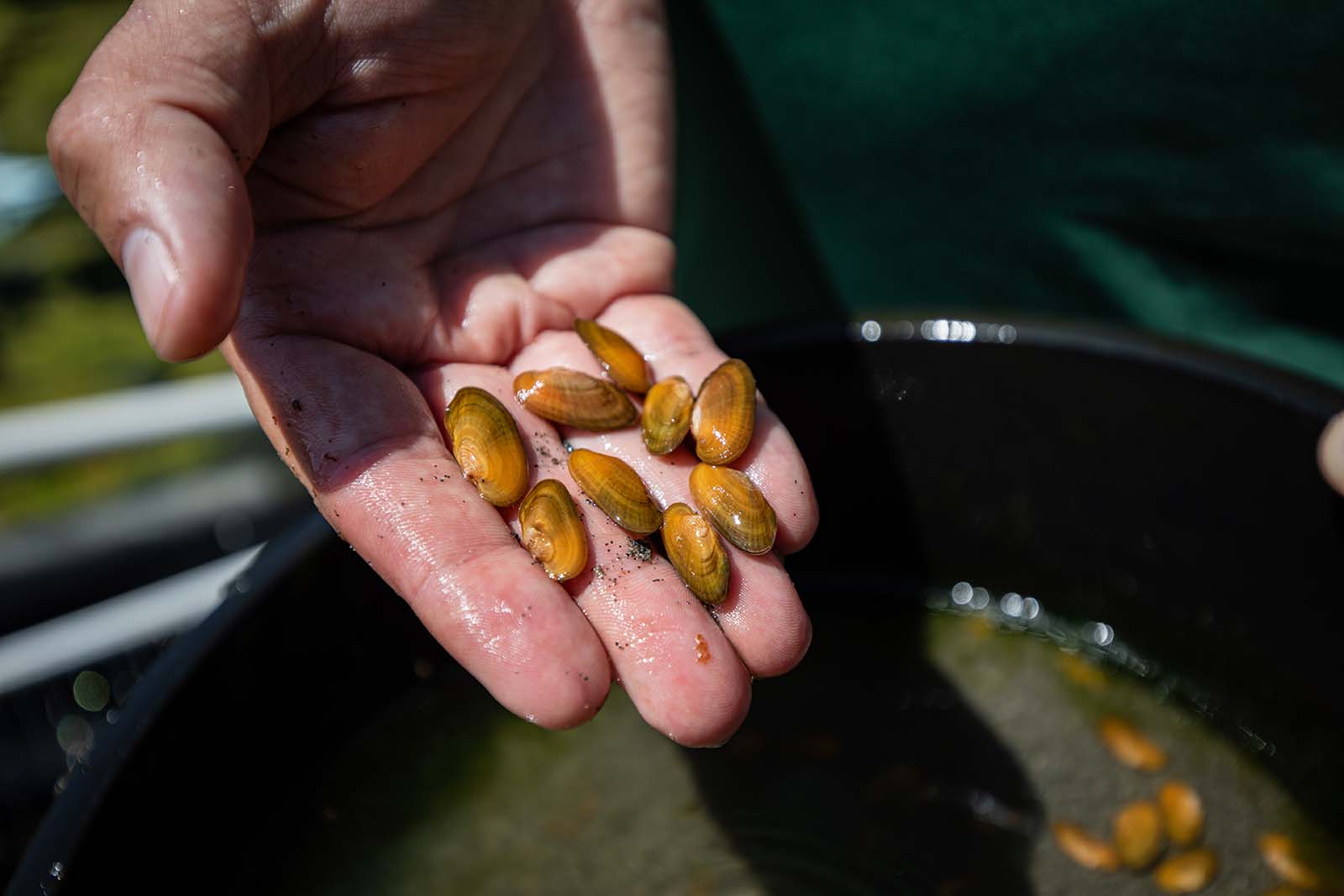 一只手拿着几个棕色贻贝