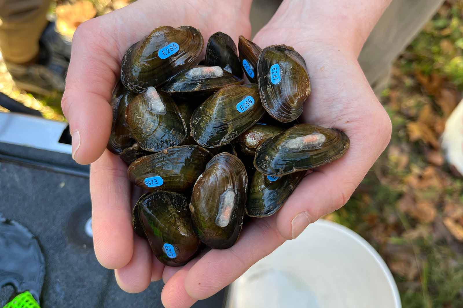 手里拿着带标签的贻贝