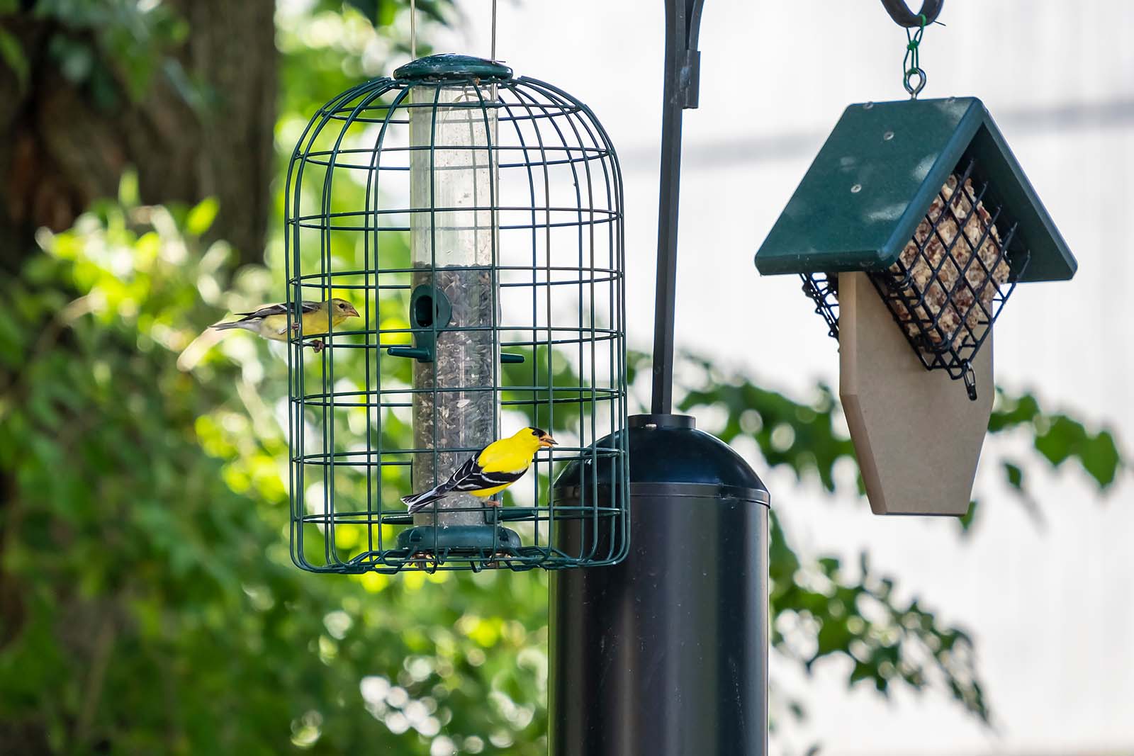 一只喂鸟器，里面栖息着两只黄色和黑色的小鸟