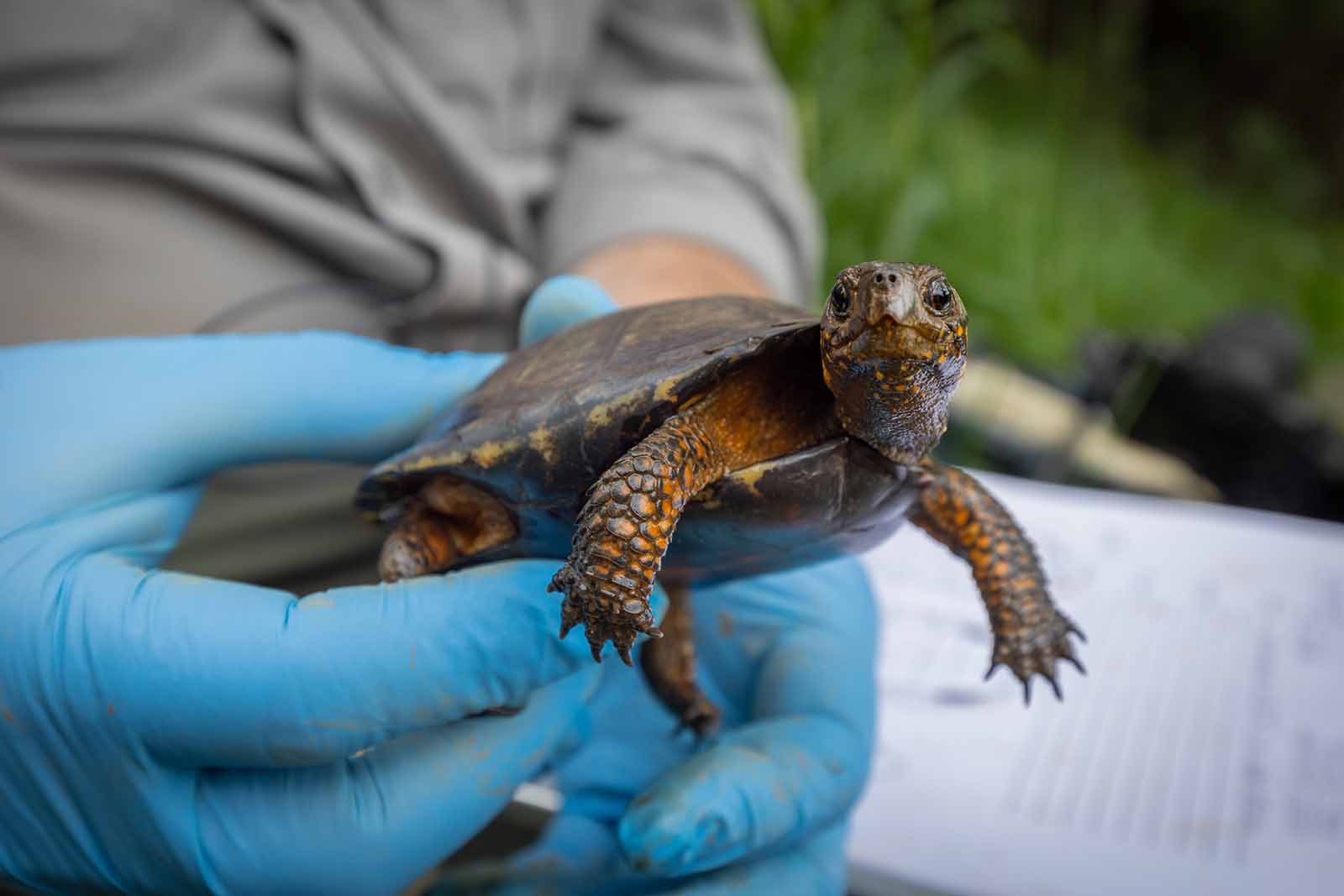 扩大对沼泽龟分布的了解