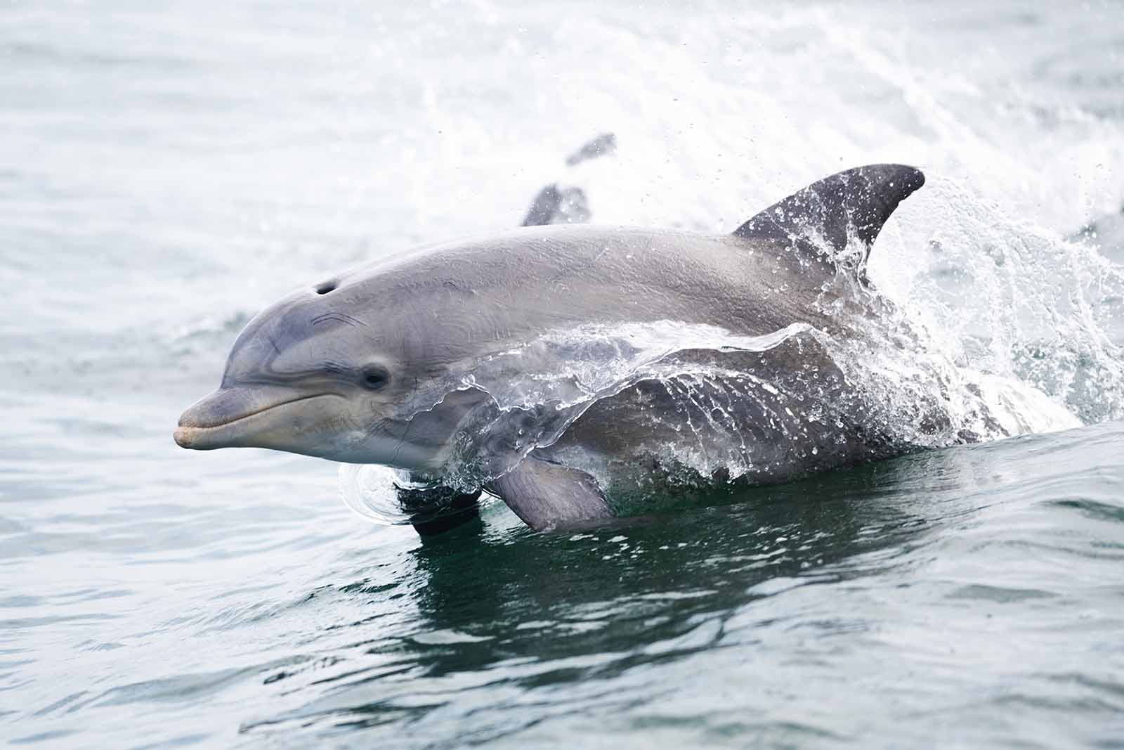 制定海龟和海洋哺乳动物保护计划