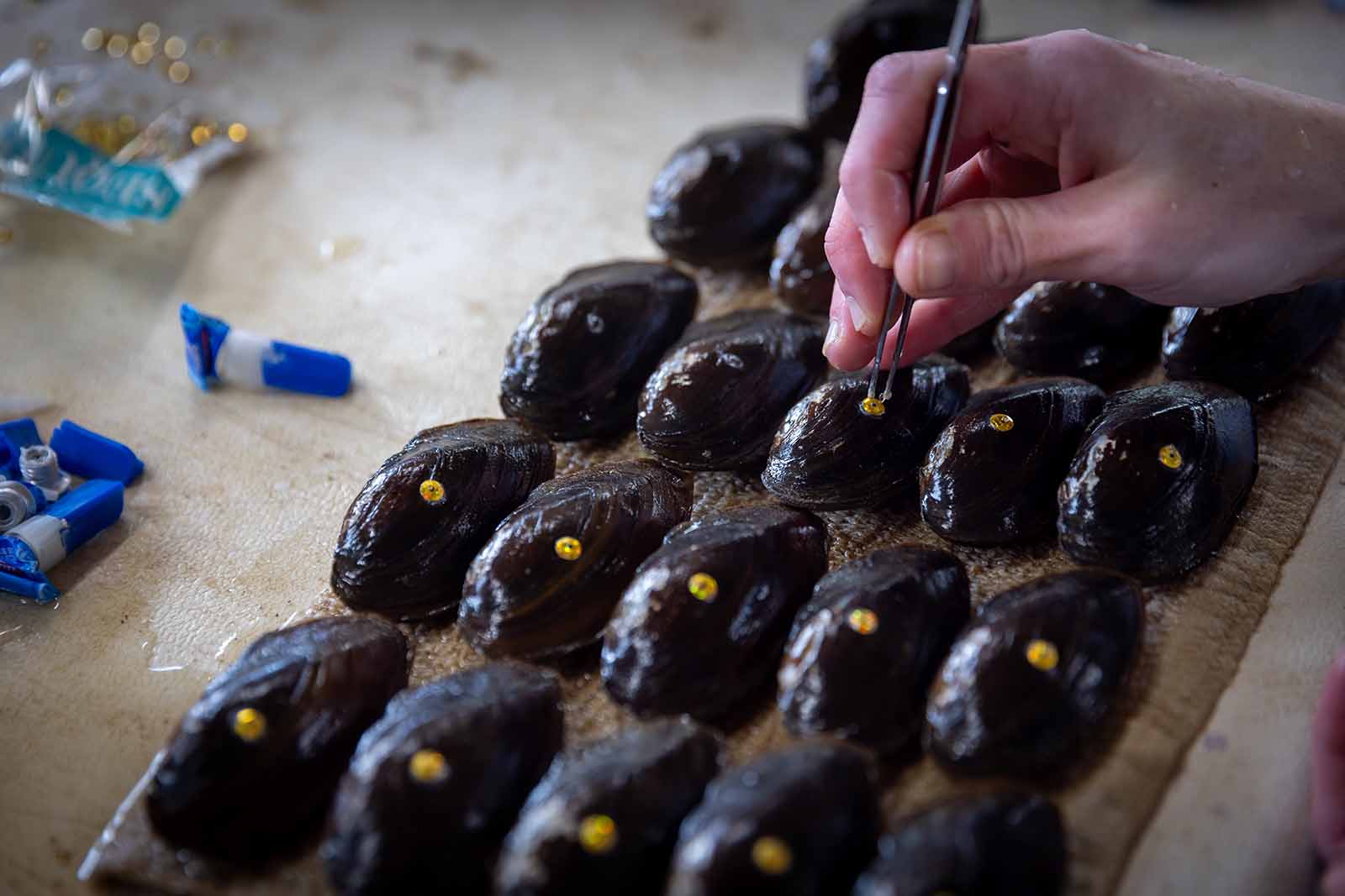 贻贝繁殖和释放