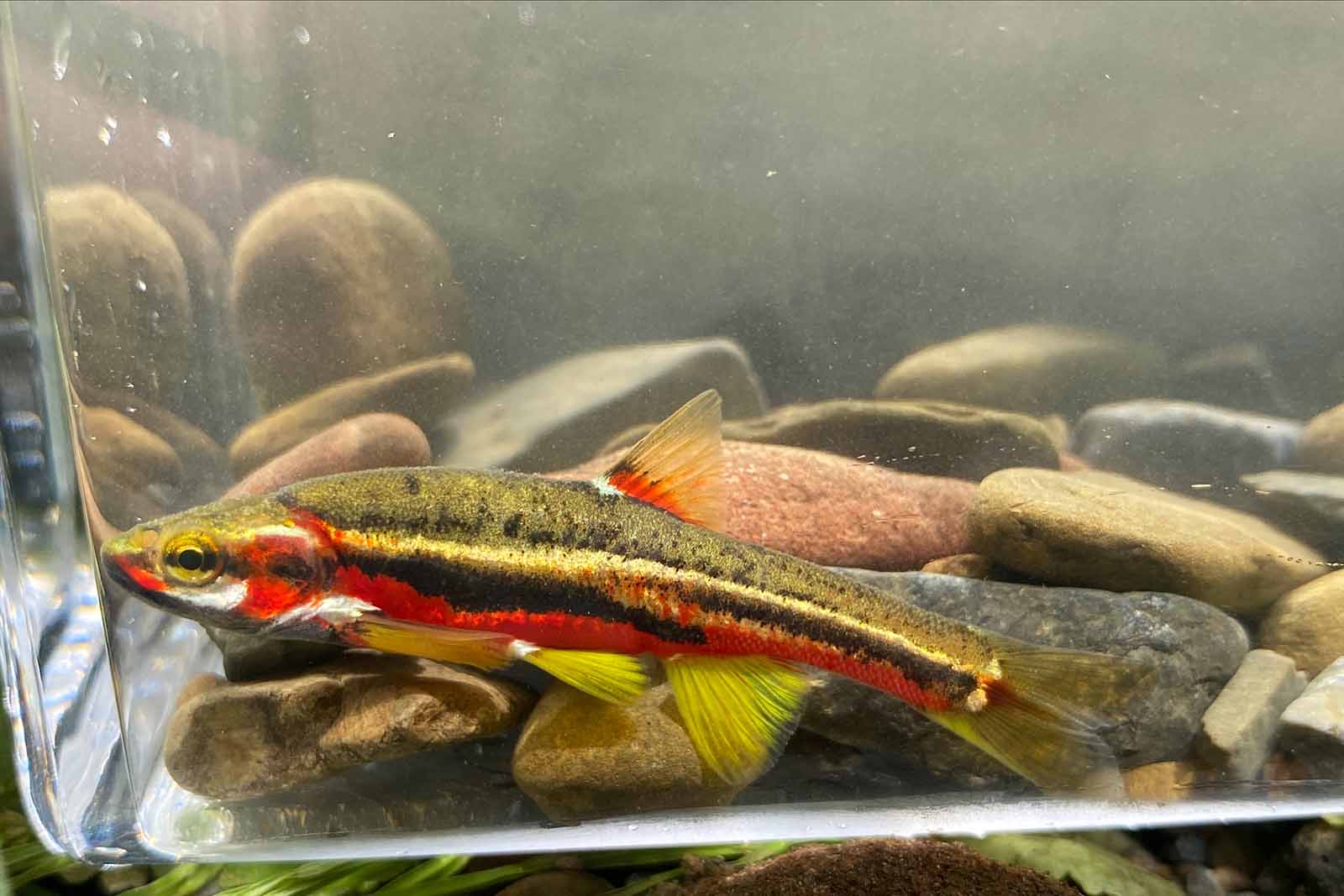 发现田纳西鳟鱼