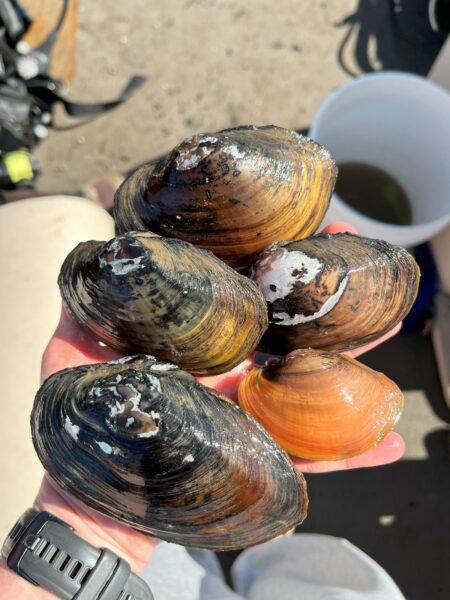 Tidewater Mucket 的图片