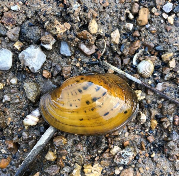 Pheasantshell 的图片