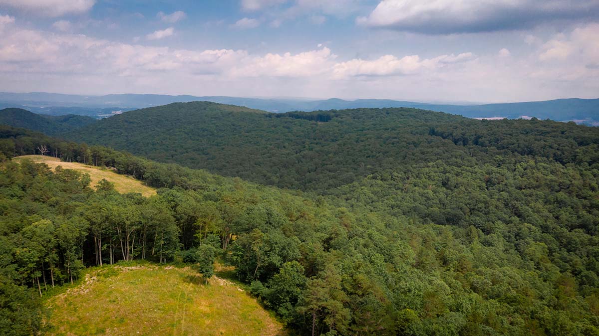 大调查 WMA 有大量森林土地可供狩猎