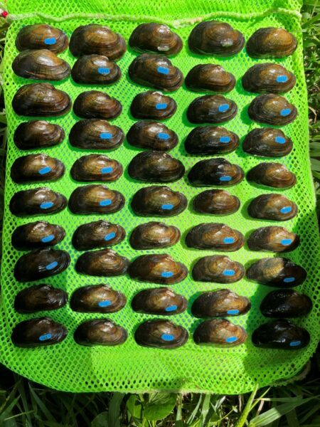 布鲁克浮游生物在2024 被释放，在2025 被重新捕获。摄影：©Kayla Howard-DWR