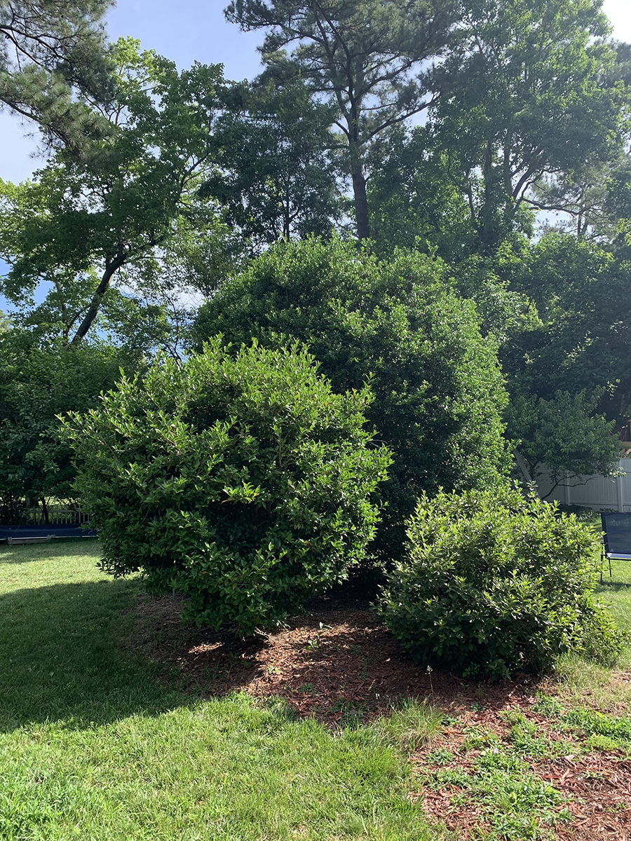 郊区草坪上的灌木图片