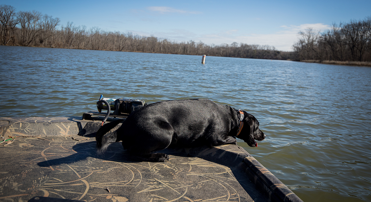 K 9 Bailey 正在进行人体遗骸检测工作培训。