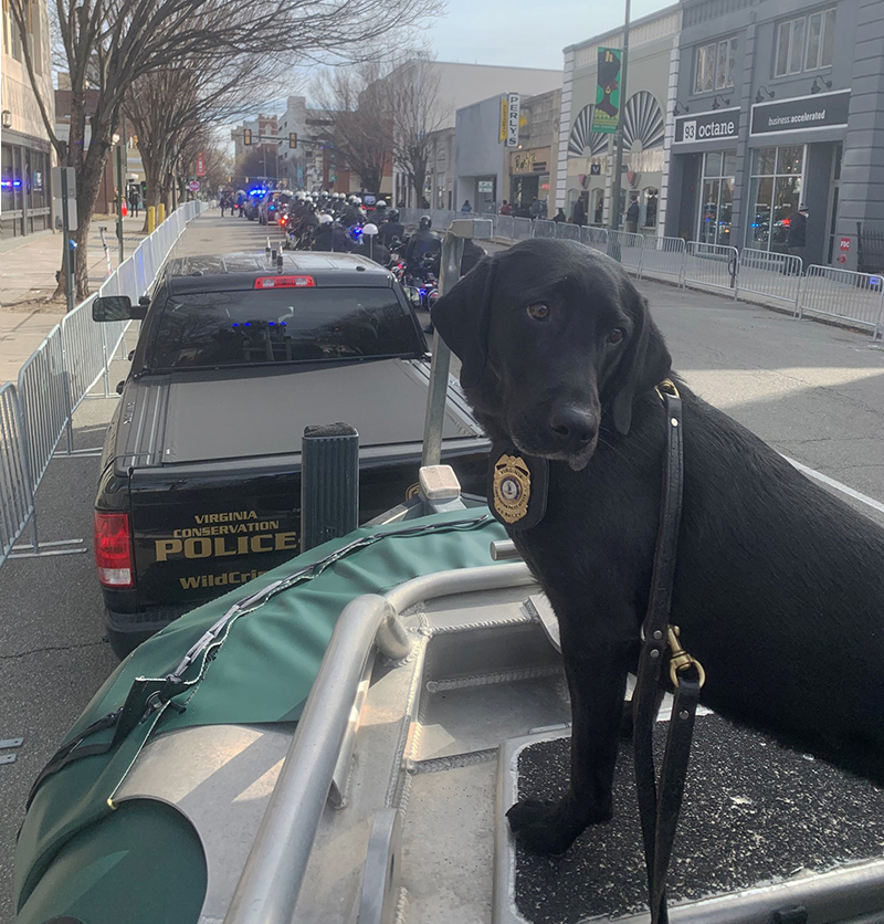 K 9 Bailey 在州长就职游行中乘坐 CPO 花车。